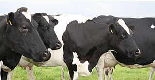 Traceability